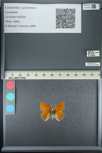 Media type: image;   Entomology 183438